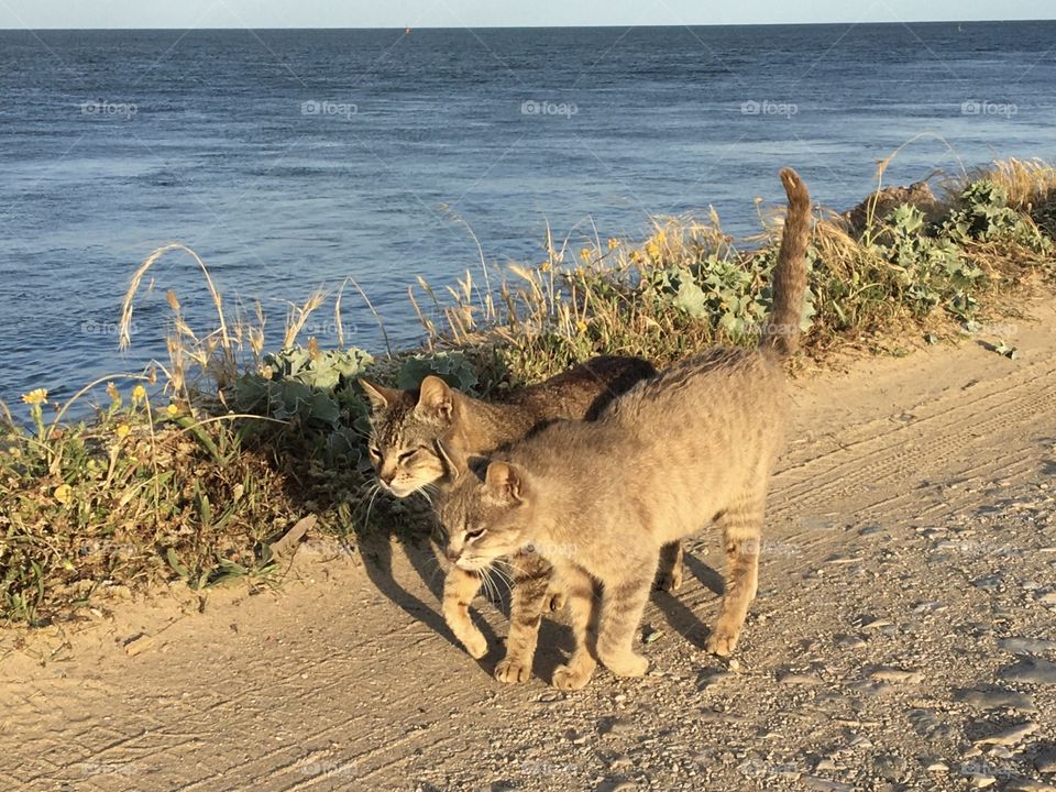 2 cats walking in harmony along seashore 