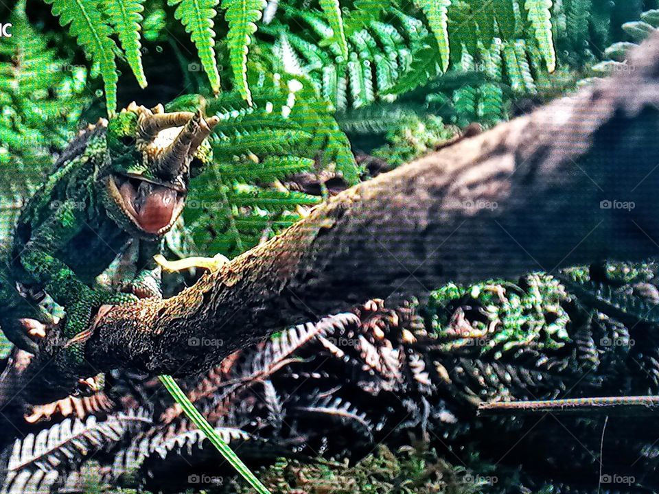 one reptile photography