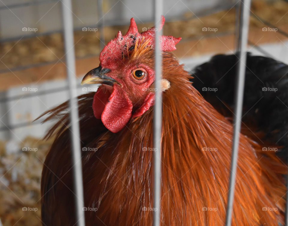 Rooster on display at the county fair