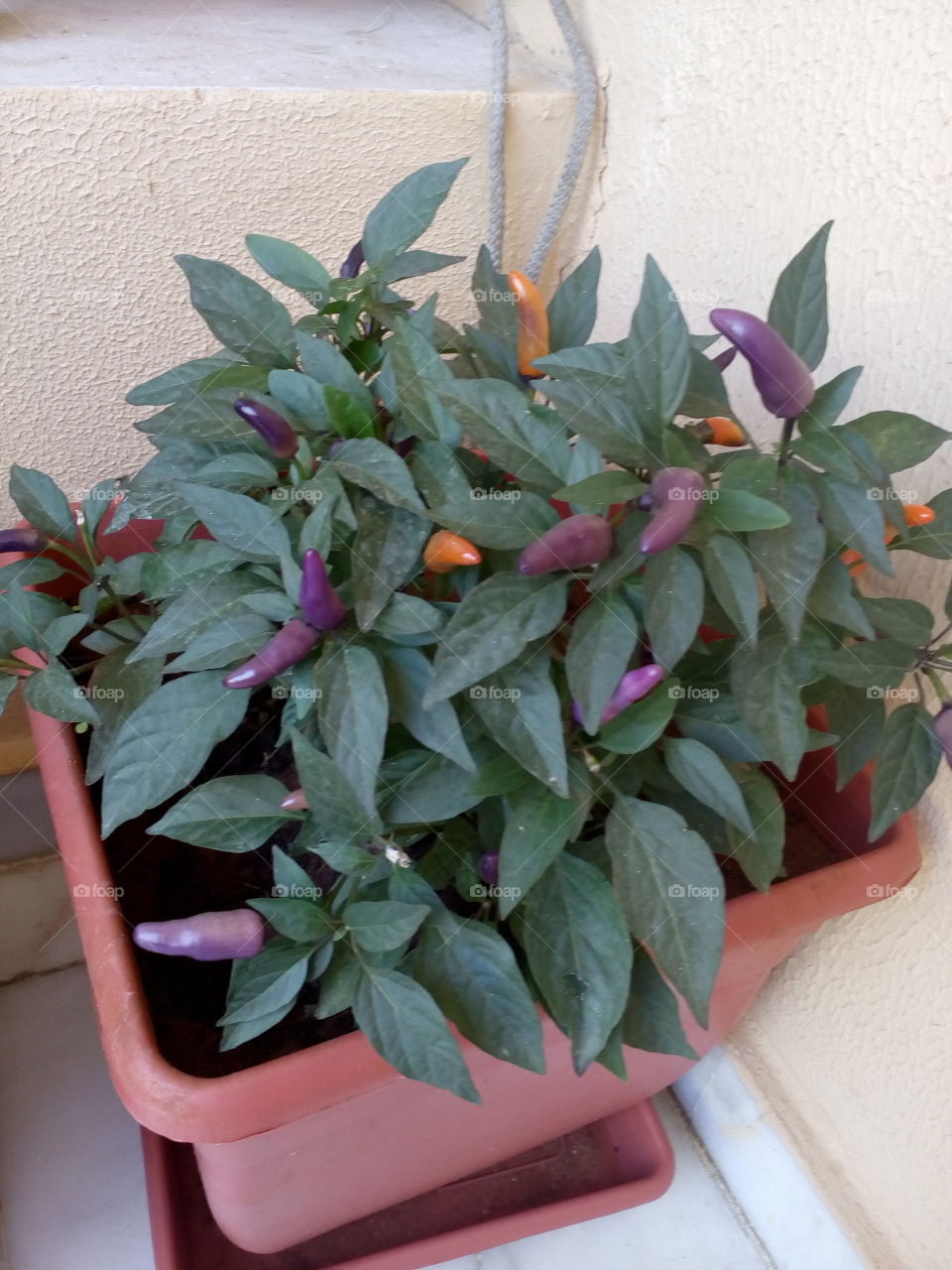 colored chilli