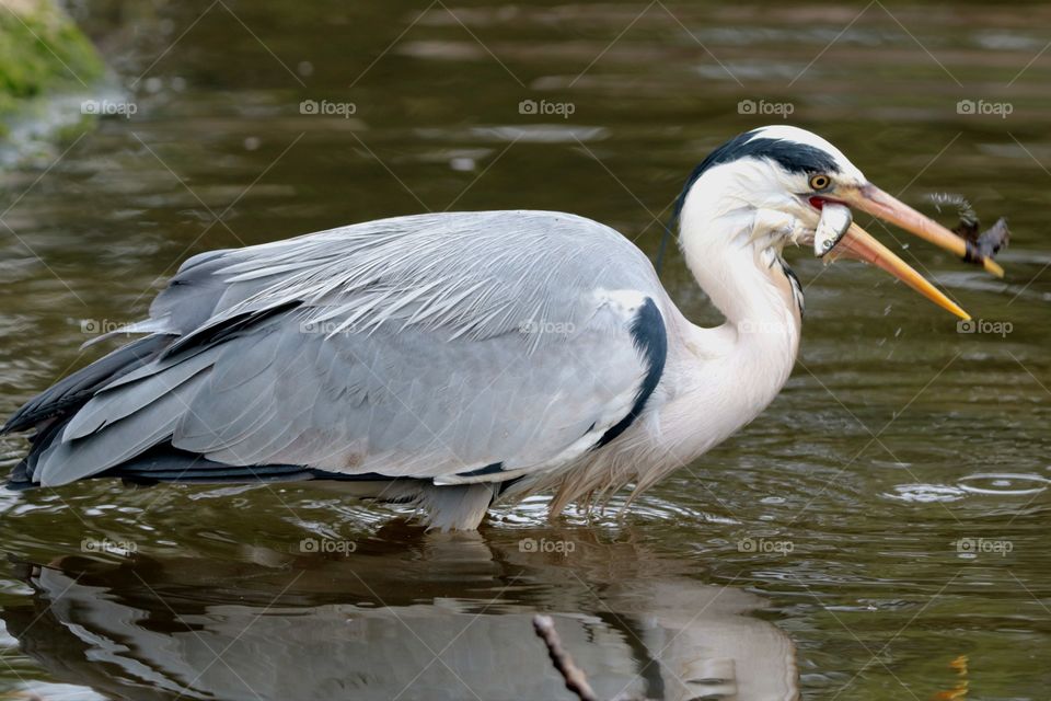 Gray heron eating fish
