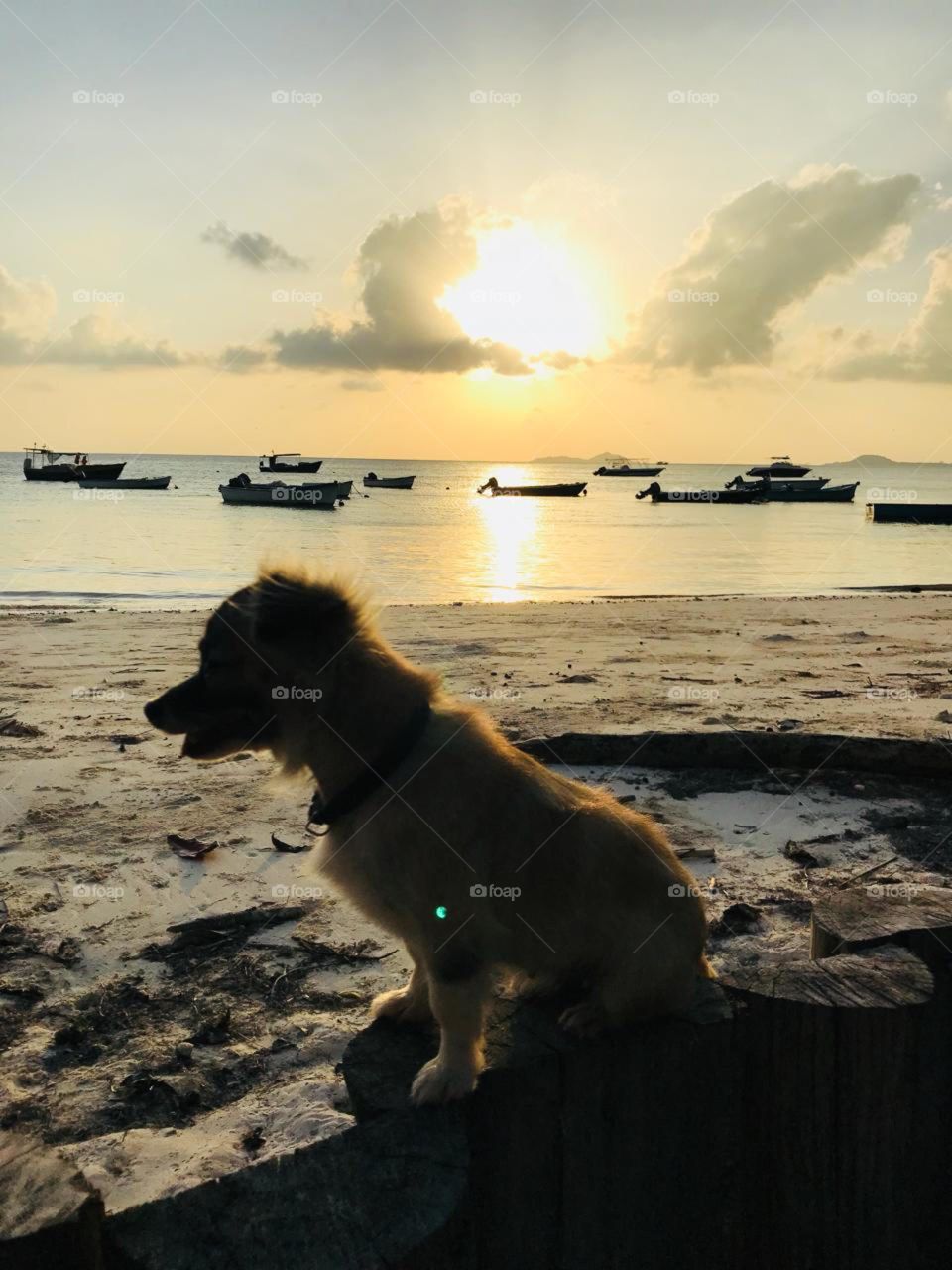Karibik Hund am Strand