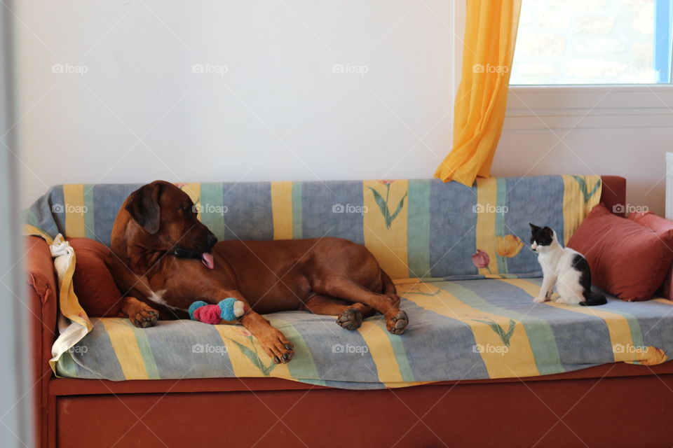 dog adopts cat habits