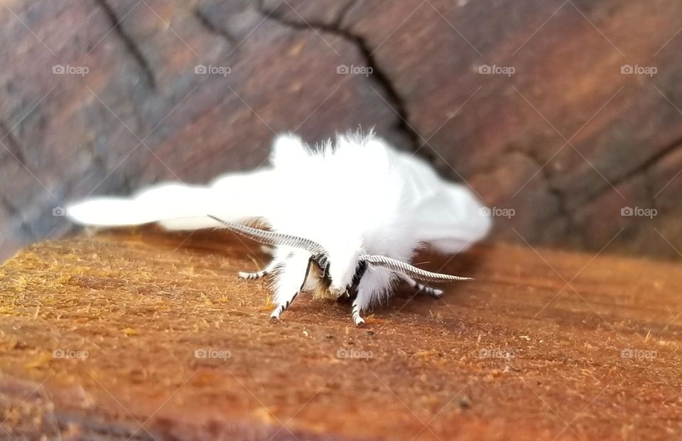 Rare Fuzzy White Moth