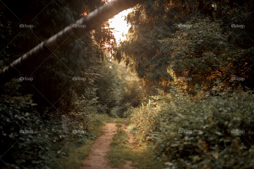 Summer evening in a forest