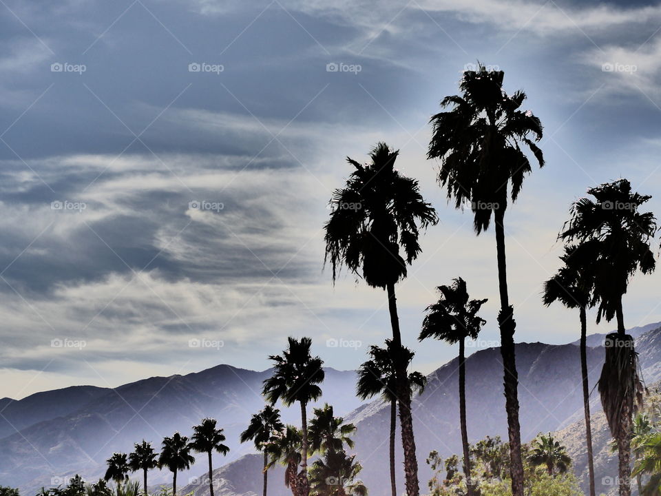 Palm Springs Oasis