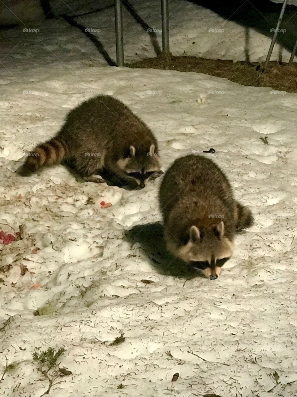 Out for their nightly forage🦝
