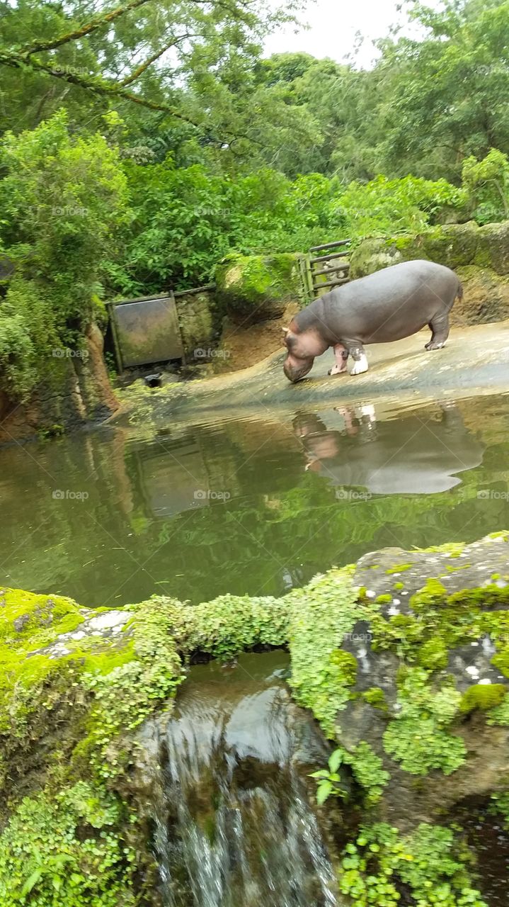 hippo baby