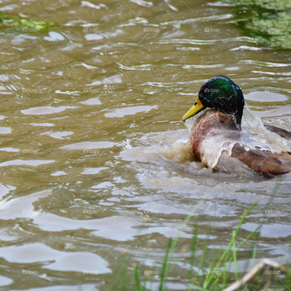 Duck splashing in the pond water