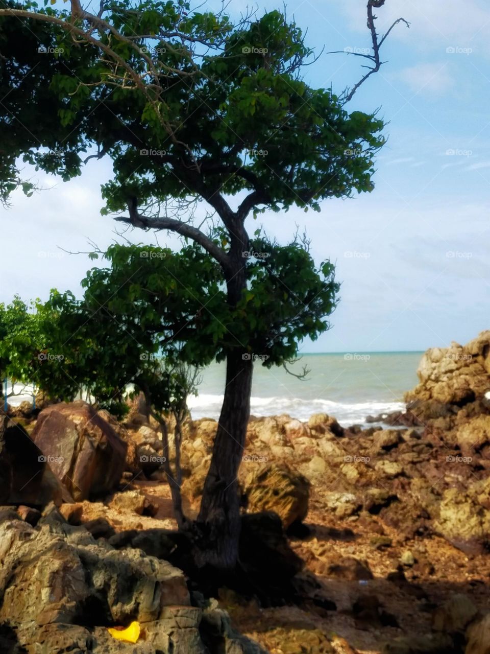 photography pictures of trees, mountains, cloves, rocks, sky, sea, sea