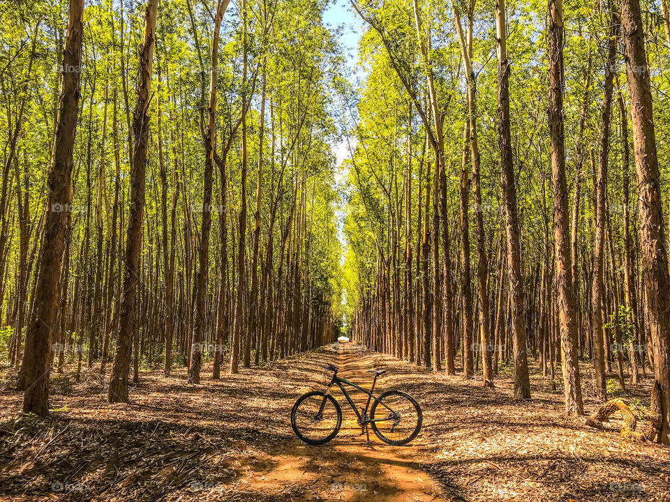 Bicycle and nature 