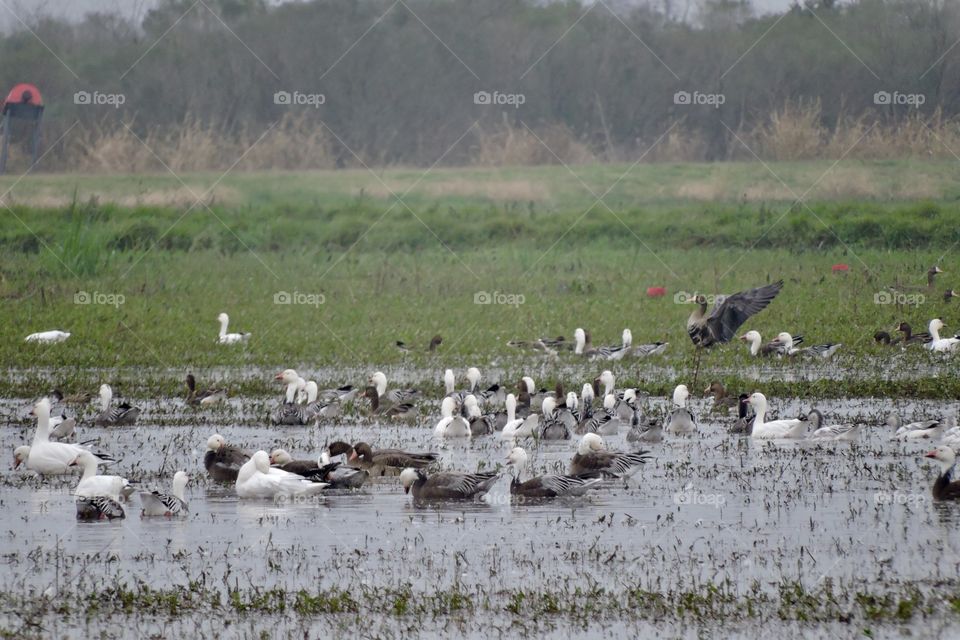 Geese in crawfish pond