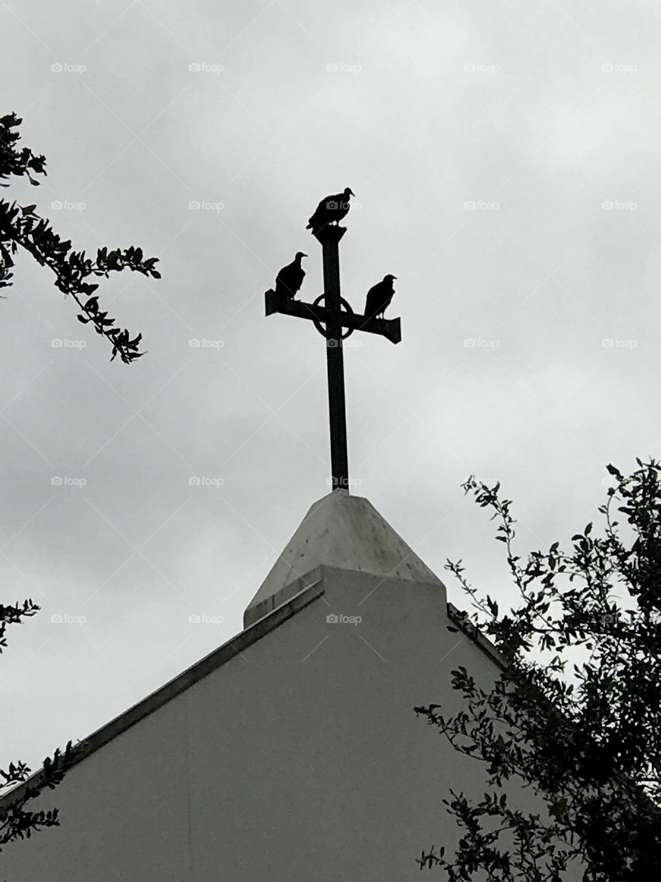 Three vultures sit atop a church cross in the town of Celebration, FL. 