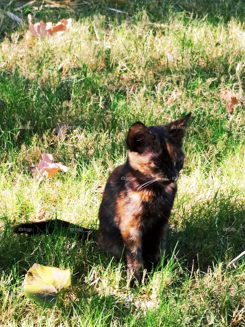 A brown funny cat sitting on the grass in the park.