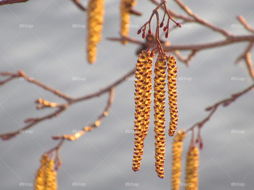 flowering alder tree, alder earrings