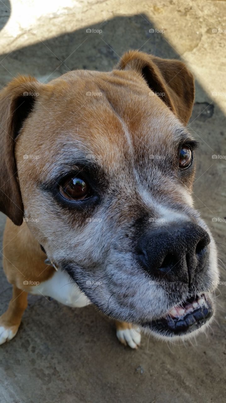 Brown boxer dog head closeup