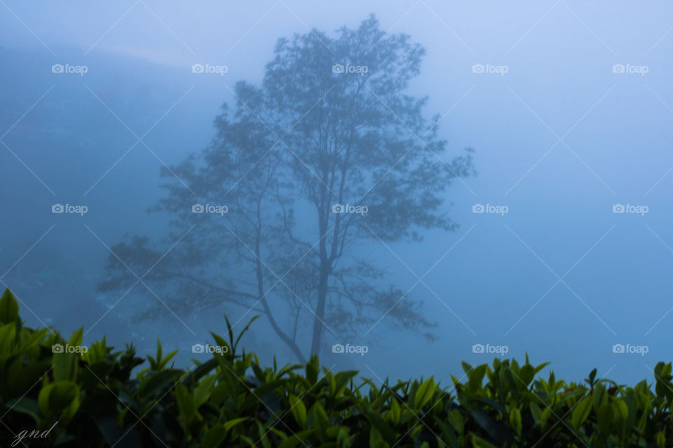 isolated between thick fog