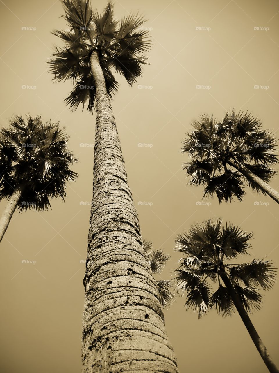 palm tree in the farm with beautiful background