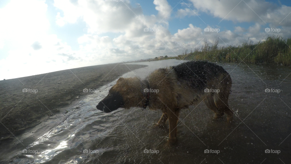 Dog shaking water out 