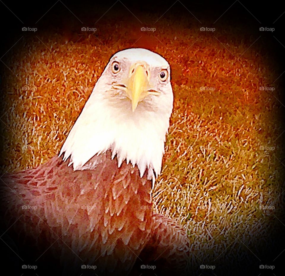 Eagle
