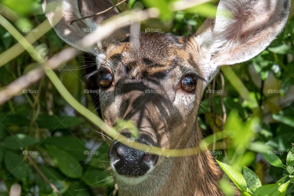 Foap, Flora and Fauna of 2019: A gorgeous white-tailed doe with big beautiful brown eyes peers from within the bushes at Yates Mill County Park in Raleigh North Carolina. 