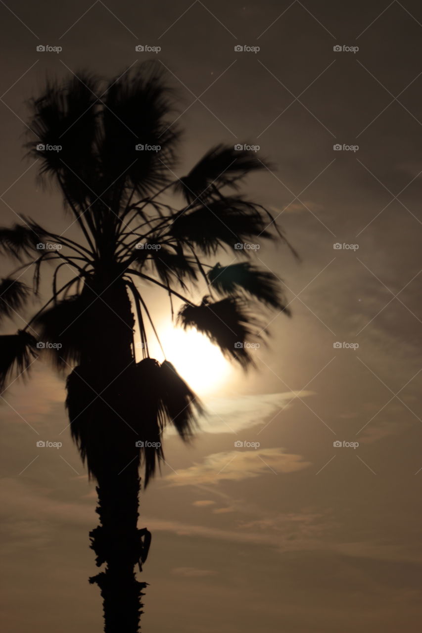 Palm tree backlit by full moon