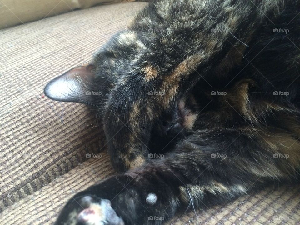 Torti cat covering her face with her paw 