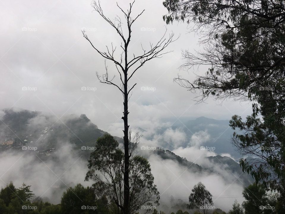 Misty mountain with trees