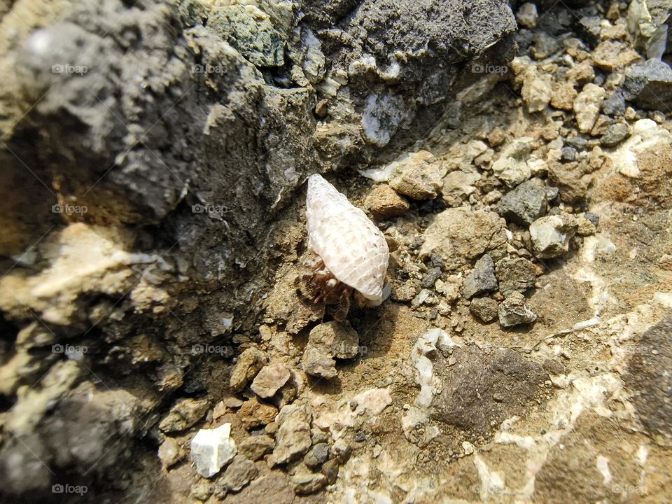Hermit crab on a rock in the sea, closeup of photo