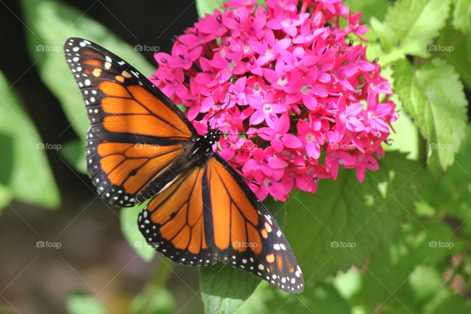 Monarch butterfly on a flower