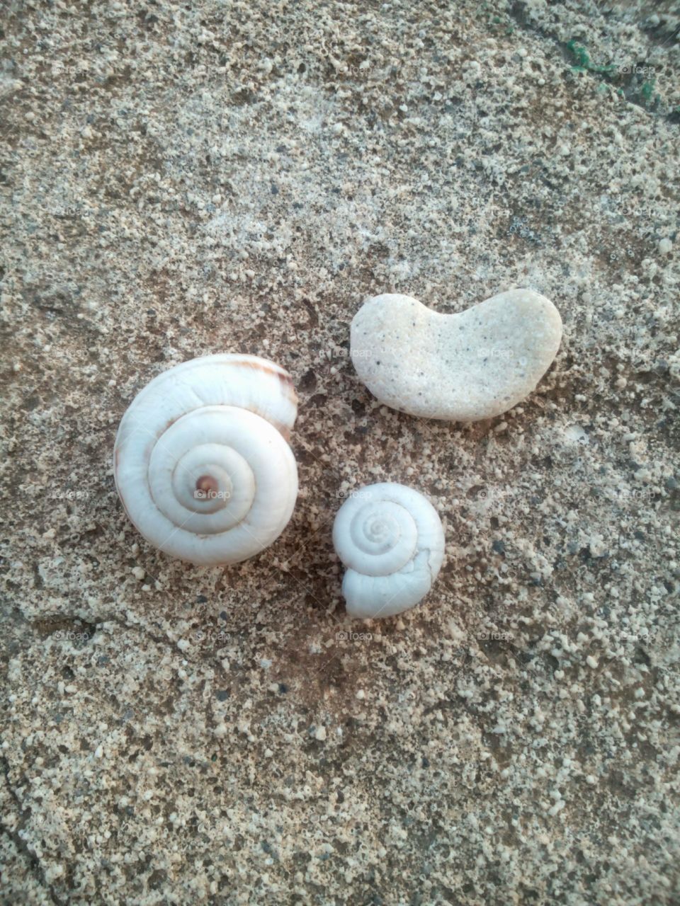 Shell, Seashell, Shellfish, Sand, Beach