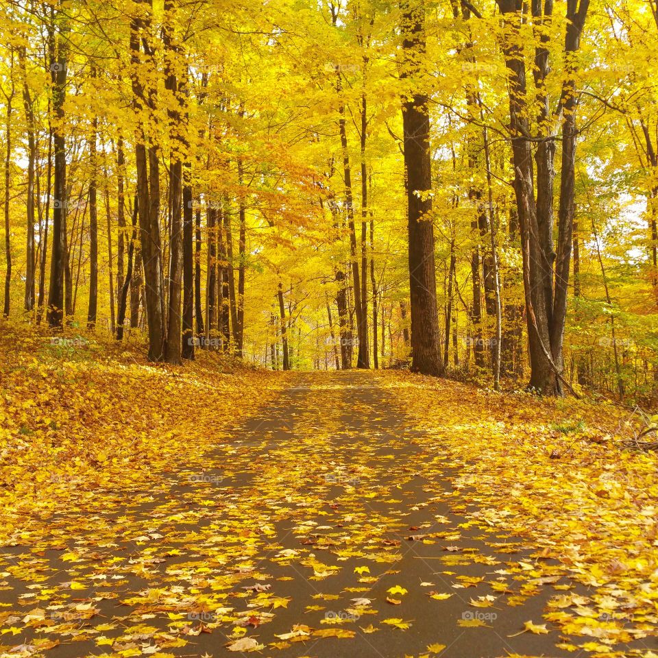 Michigan autumn