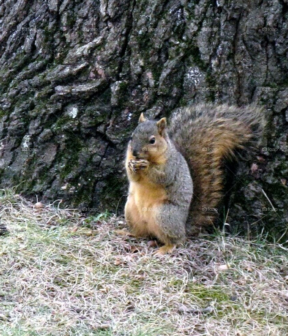 praying squirrel