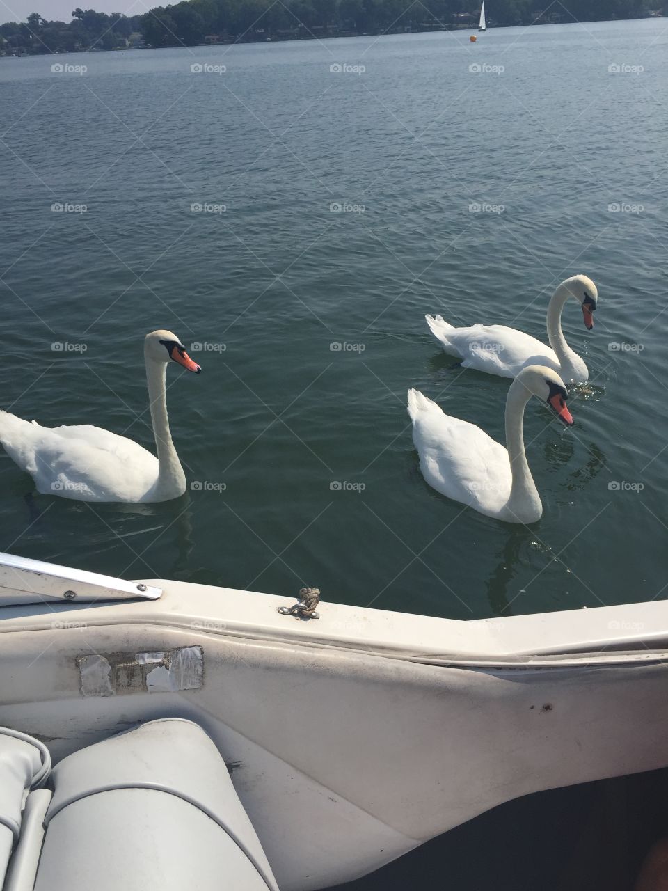 Three swans on the lake