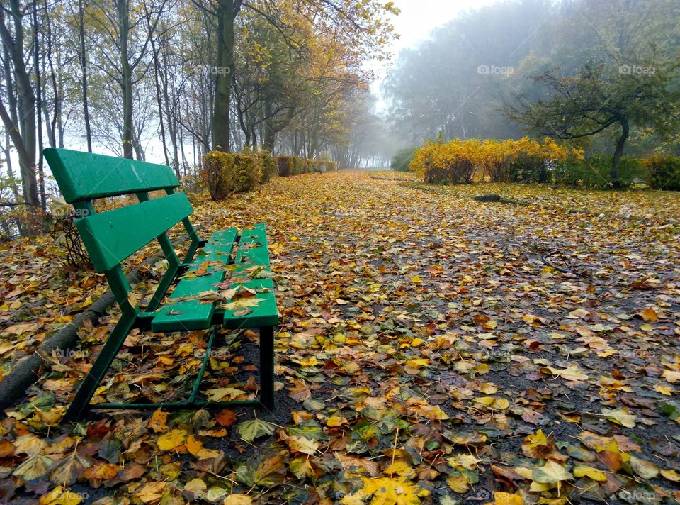 park and yellow fallen leaves