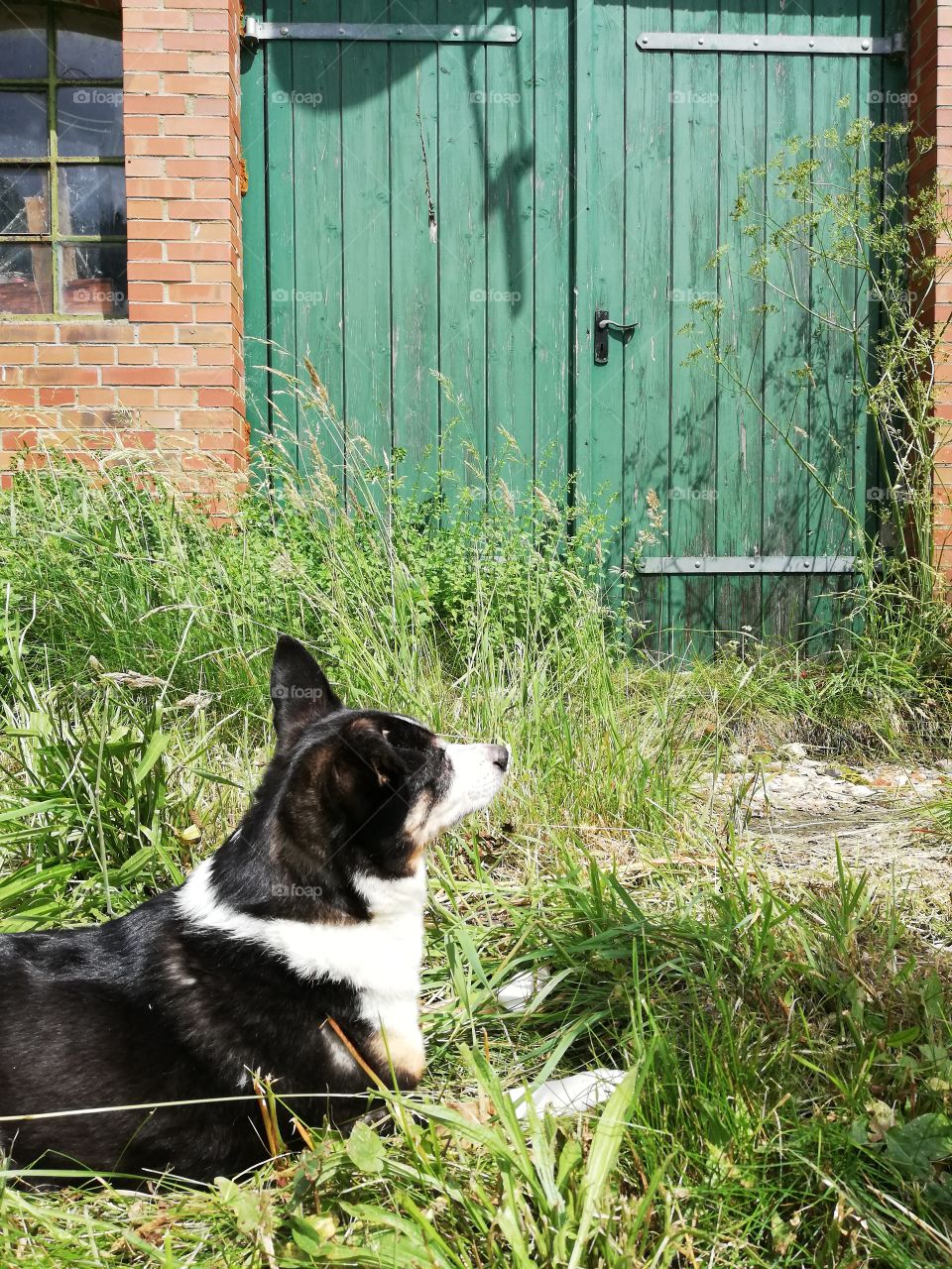 Dog lying in the grass with a green farm door and red brick wall in the background