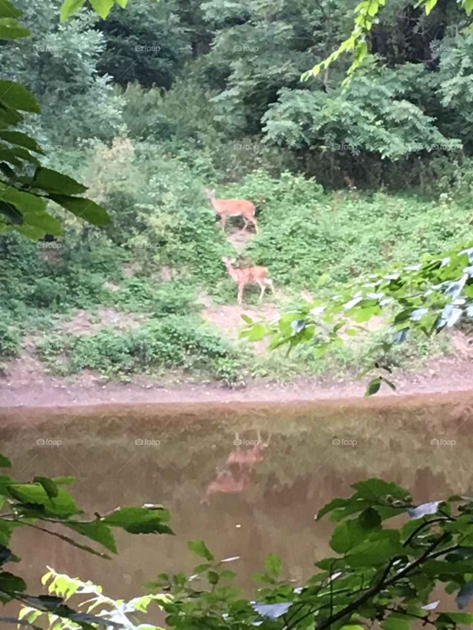 Deer by creek 
