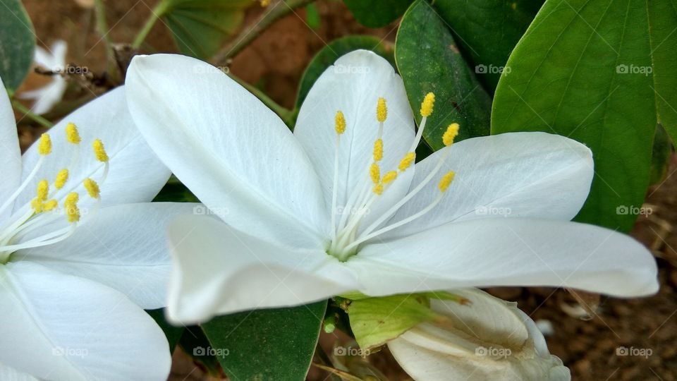 white flowers