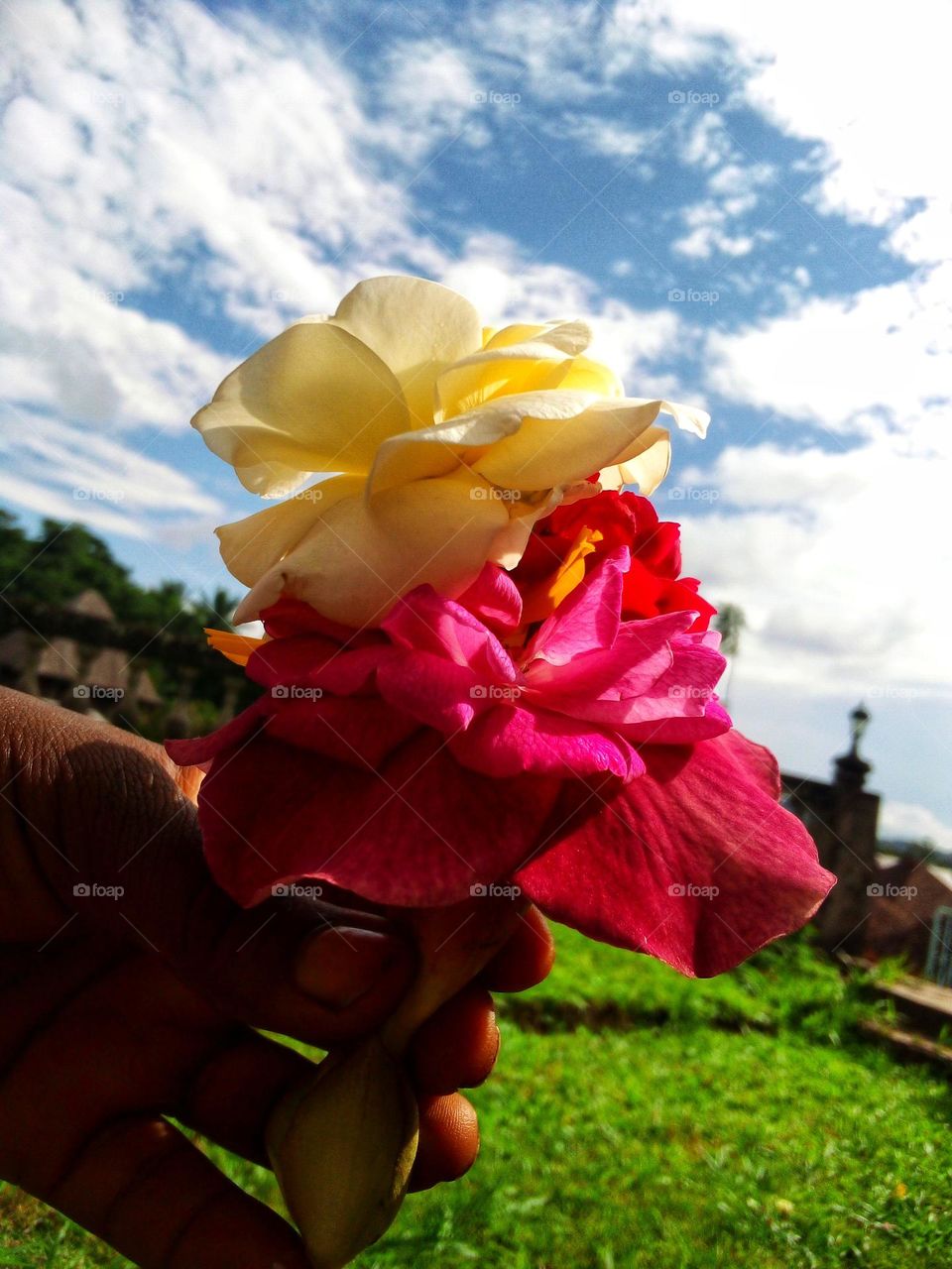 Beautiful flowers 🌹🌻