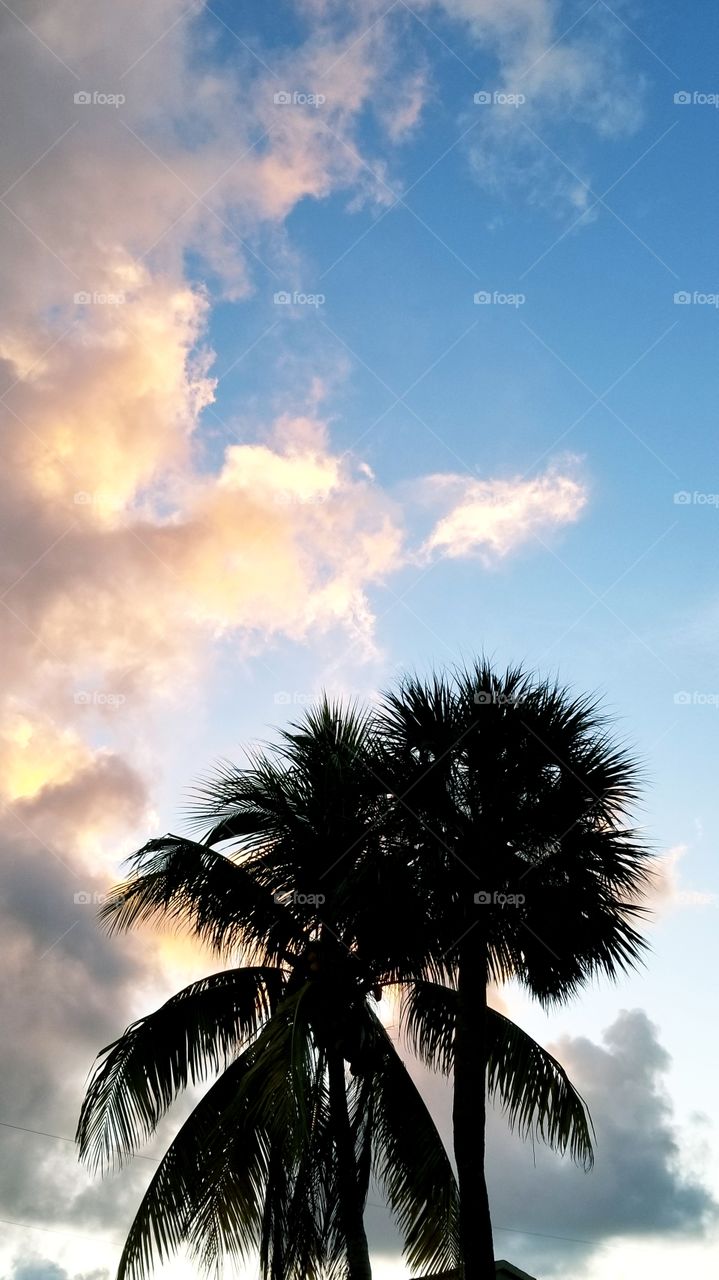 palm sunrise