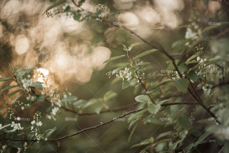 Blossom branch of a bird-cherry tree at sunset