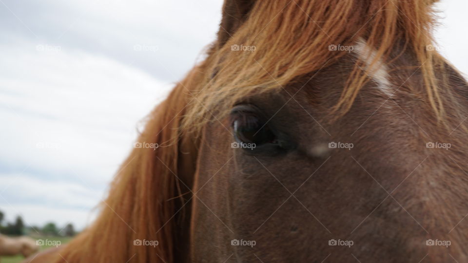 Close-up of a horse's eye