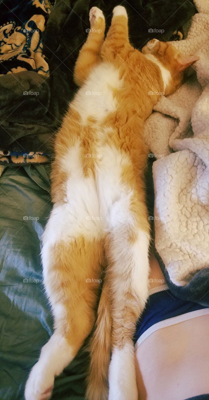 Cat Nap Stretch