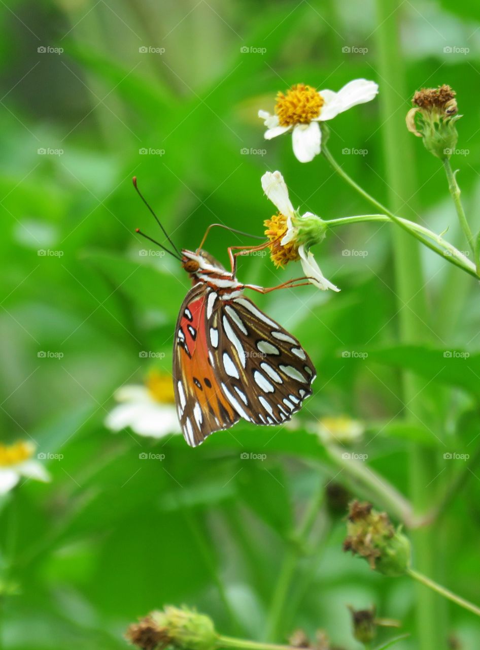 gulf fritillary