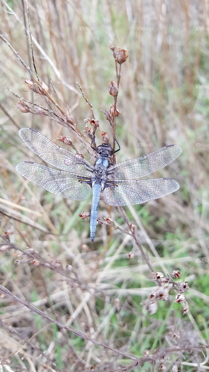 dragonfly