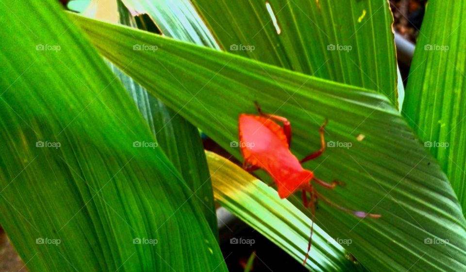 naturelove, beautiful , lovely, colourful, drak picture, animals