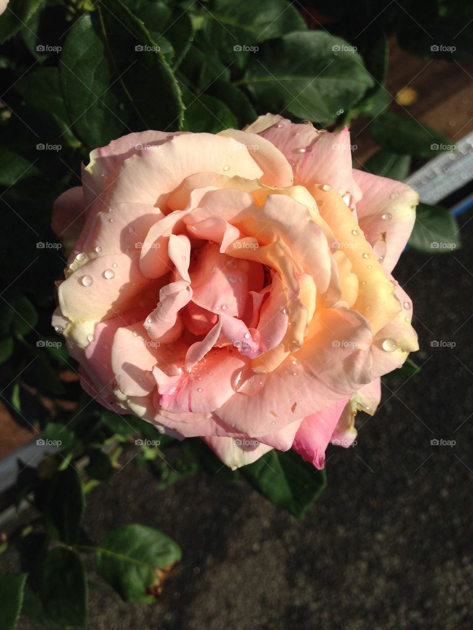 Peach Rose with rain drops