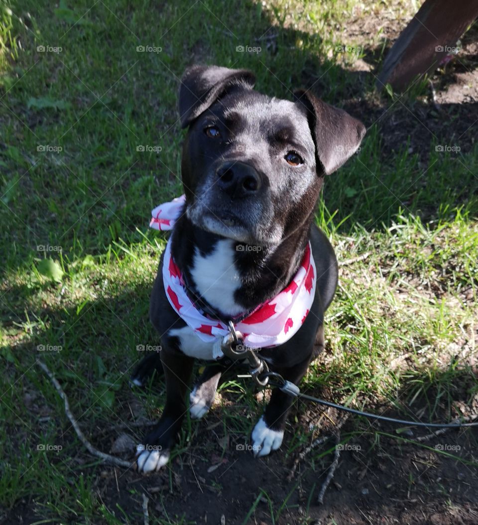 Black stafashire bill terrior