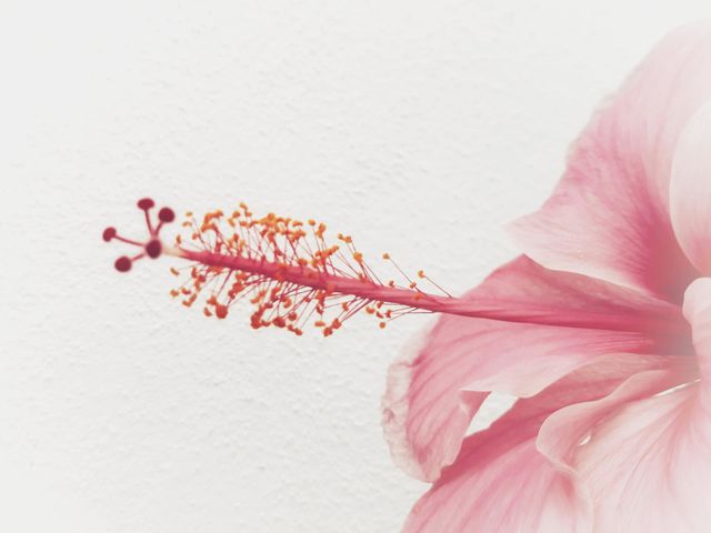 Flor rosa de hibiscus capturada con cariño. Mi objetivo era crear una escena nítida que transmitiera un ambiente fresco y aromático, mediante esta flor como protagonista absoluta.