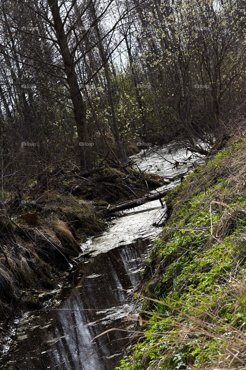 fairytale nature, stream